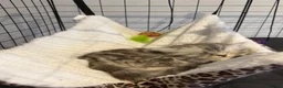 Persian cats for sale: Beautiful Persian chinchilla kittens  - Advert 4
