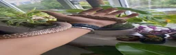Snake reptiles for sale: Male western hognose and viv in Sunderland - Advert 5