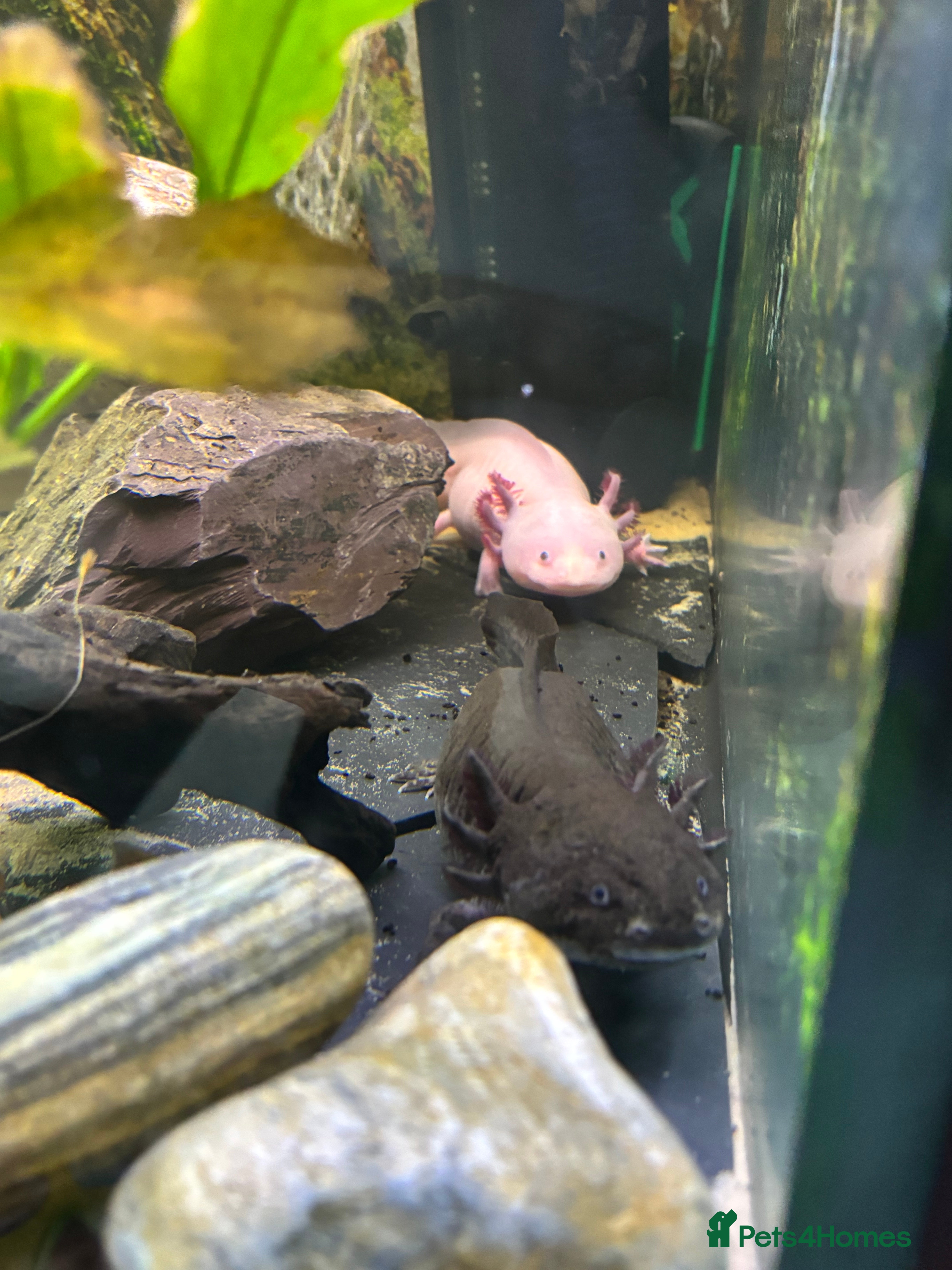 Axolotl reptiles 2x axolotls - Advert 1