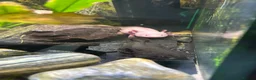 Axolotl reptiles for sale: 2x axolotls - Advert 1