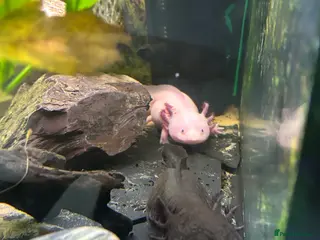 Axolotl reptiles 2x axolotls - Advert 1