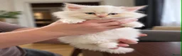 Persian cats for sale: Beautiful Fluffy Persian Doll Face  - Advert 10