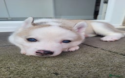 Siberian Husky dogs for sale: Best Quality Siberian Husky Puppies in Scotland - Image 19