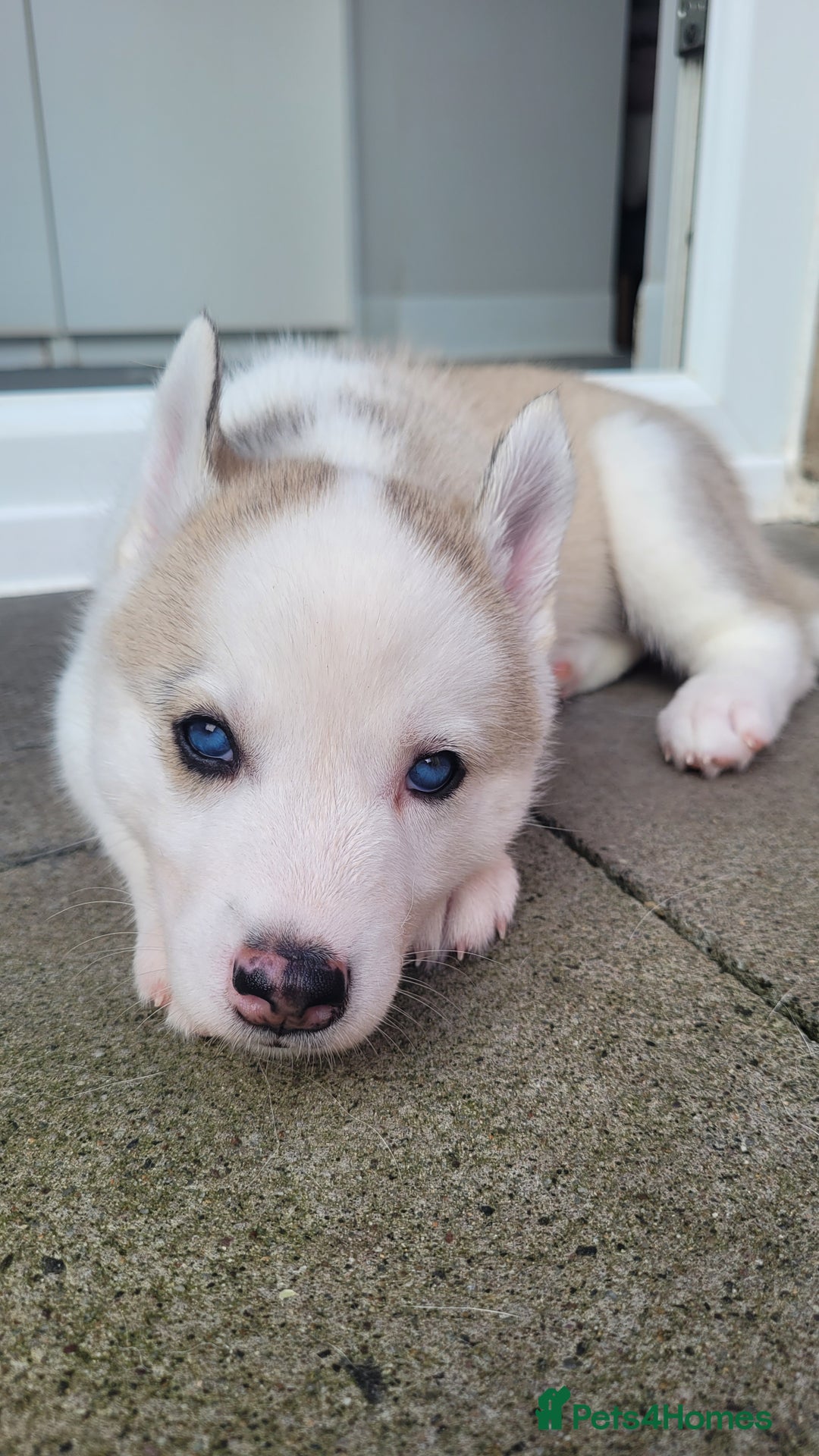 Siberian Husky dogs for sale: Best Quality Siberian Husky Puppies in Scotland - Image 19