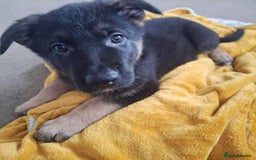 German Shepherd dogs for sale: BEAUTIFUL GERMAN SHEPHERD PUPS READY NOW - Image 11