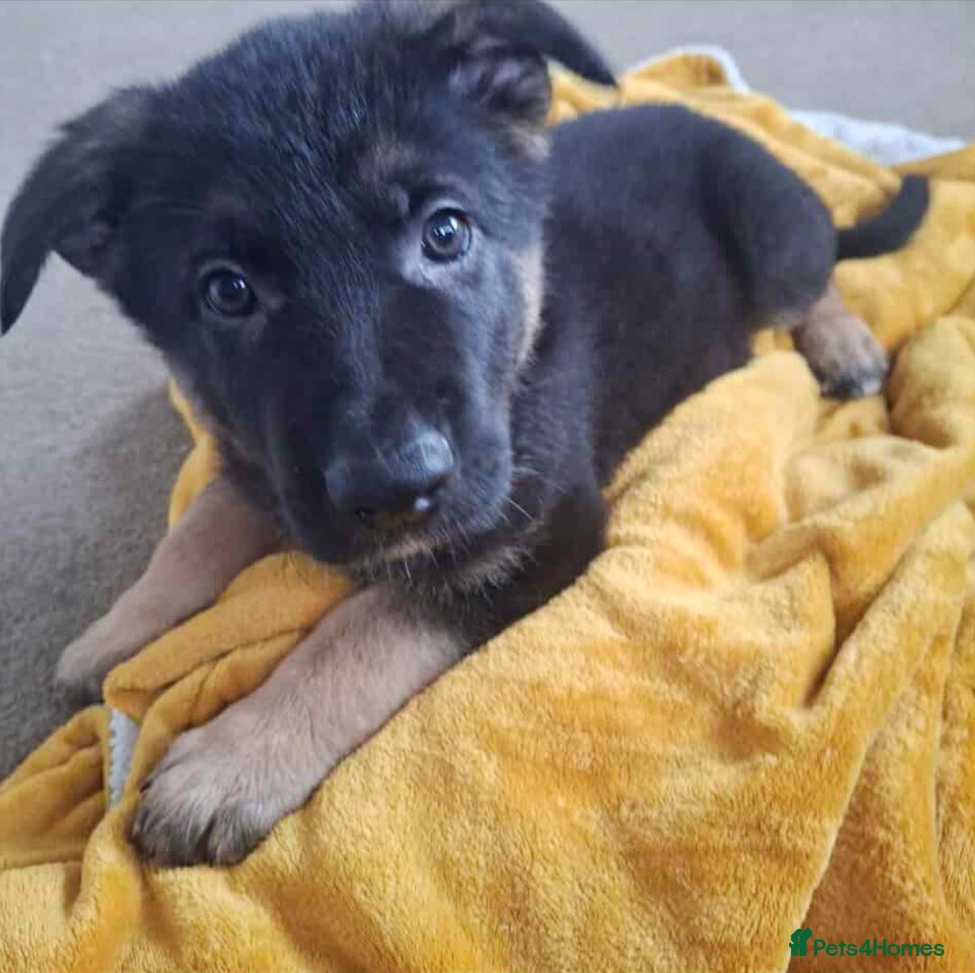 German Shepherd dogs for sale: BEAUTIFUL GERMAN SHEPHERD PUPS READY NOW - Image 11