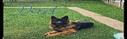 German Shepherd dogs for sale: 9 beautiful german shepards looking for a home - Advert 13