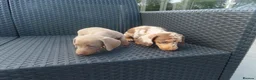Miniature Dachshund dogs for sale: 4 boy’s beautiful miniature dachshund puppies  - Advert 5