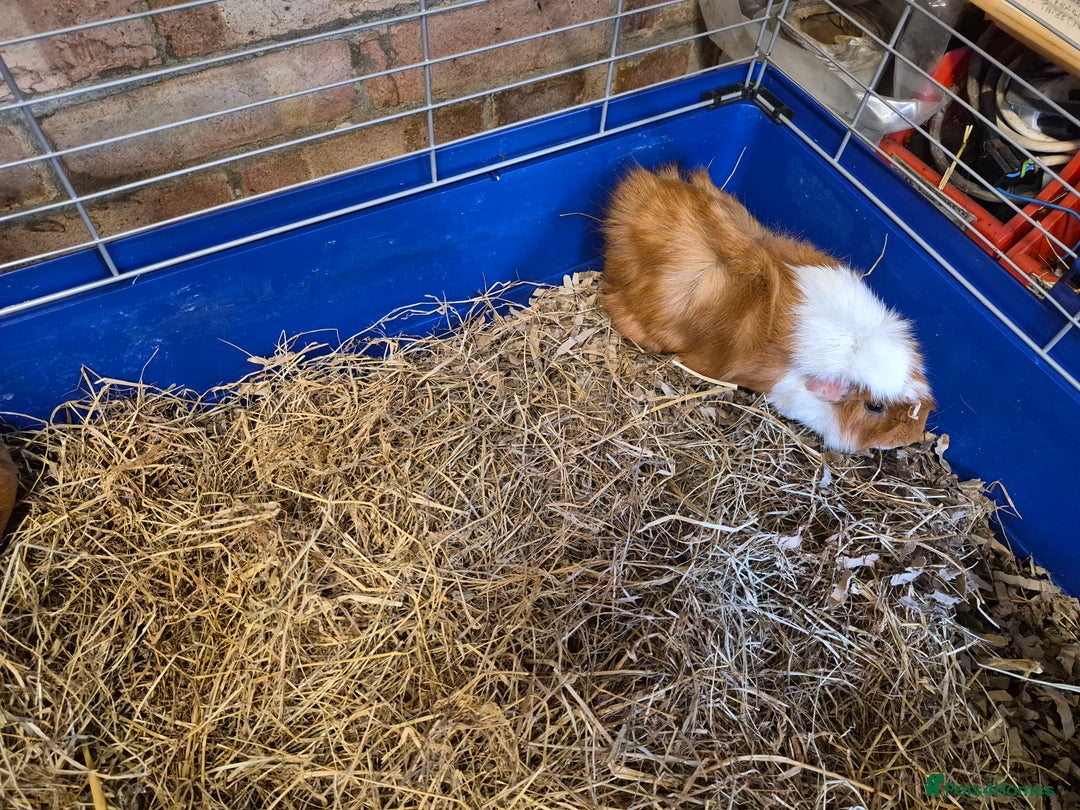 Guinea Pig rodents for sale: Two female Guinea Pigs plus cage/food - Advert 5