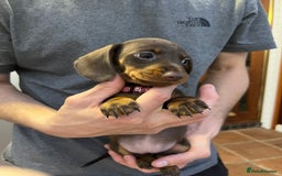 Dachshund dogs for sale: READY TO GO Dachshund Puppies dapple+chocolate - Image 22
