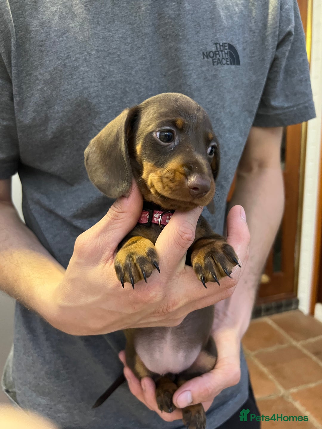 Dachshund dogs for sale: READY TO GO Dachshund Puppies dapple+chocolate - Image 22