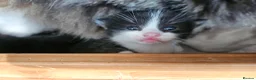 Mixed Breed cats for sale: 4 male kittens - Advert 6
