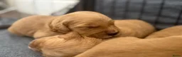 Golden Retriever dogs for sale: KC Registered Dark Red Golden Retriever Puppies - Advert 10