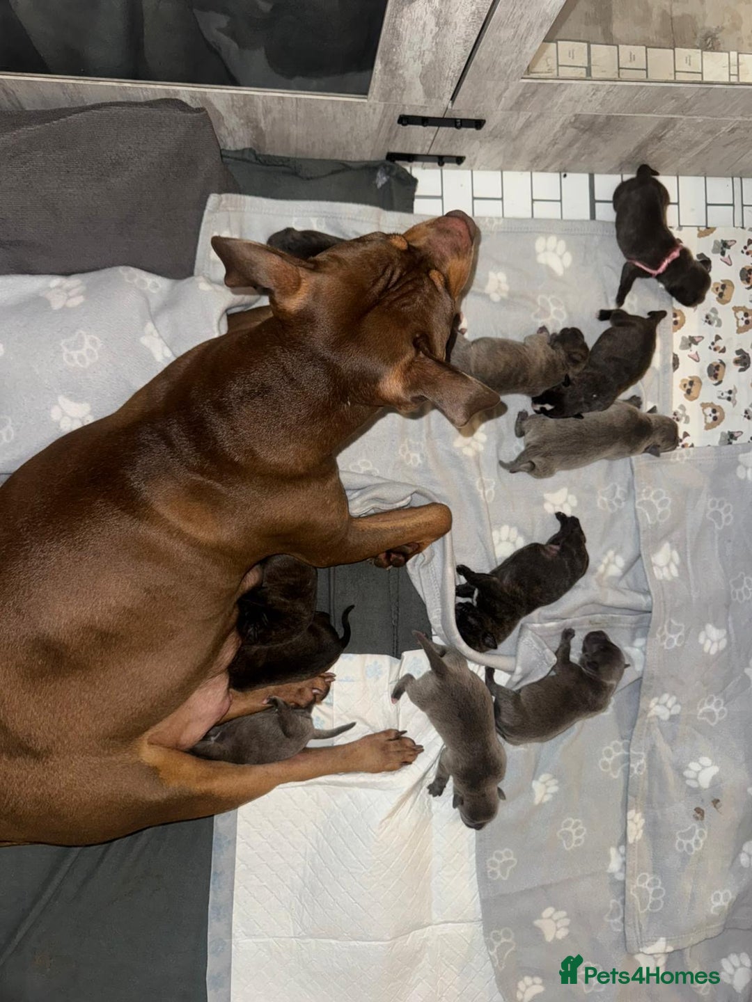 American Bully dogs for sale: 10 beautiful American Bullies🤍 - Advert 2