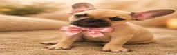 French Bulldog dogs for sale: ONLY 3 LEFT! Beautiful KC Reg French Bulldog Pups - Advert 20