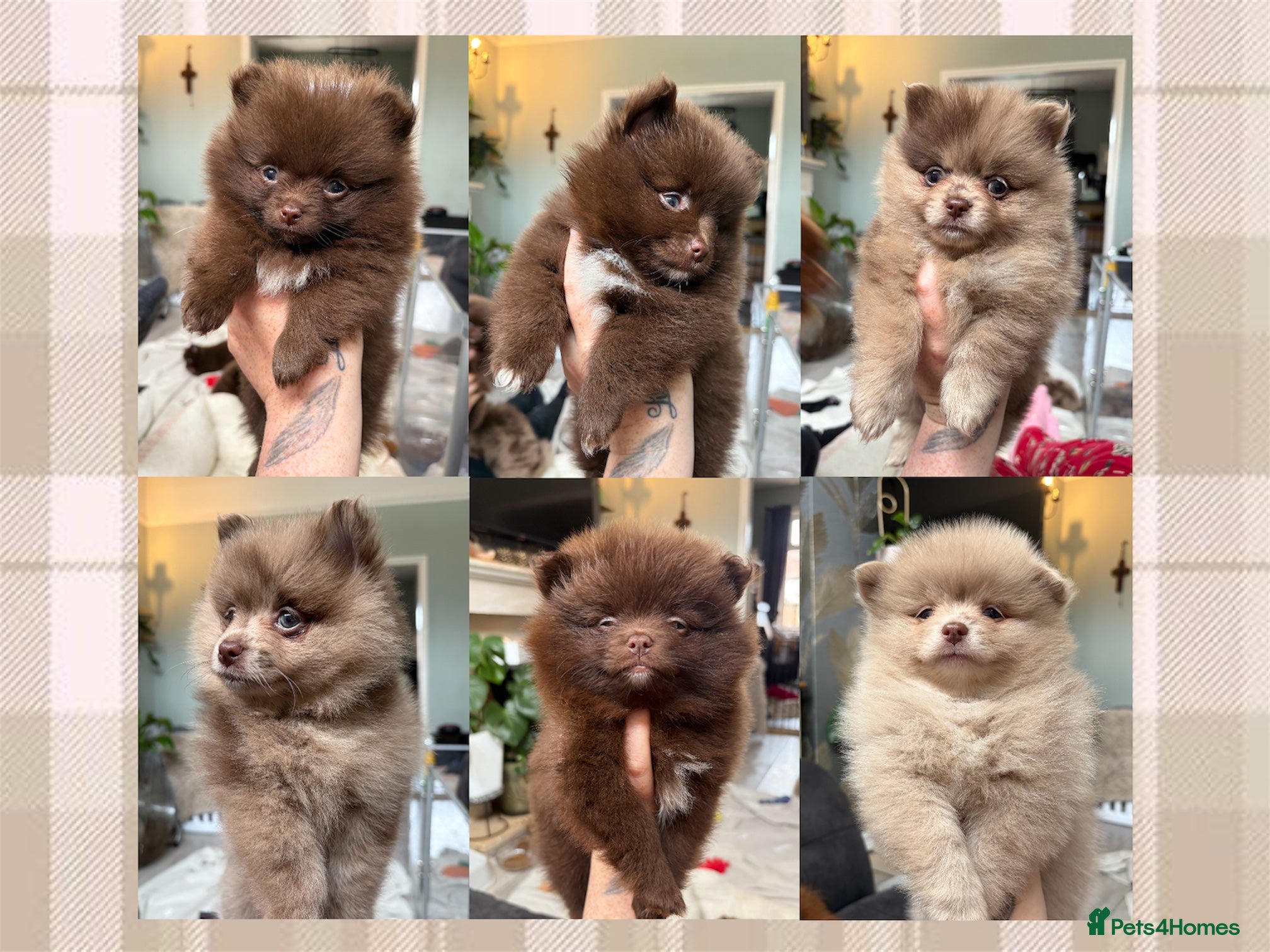 Pomeranian dogs 4 LEFT❌100% POM!🐻DNA&HEALTH TESTED!🧬 - Advert 13