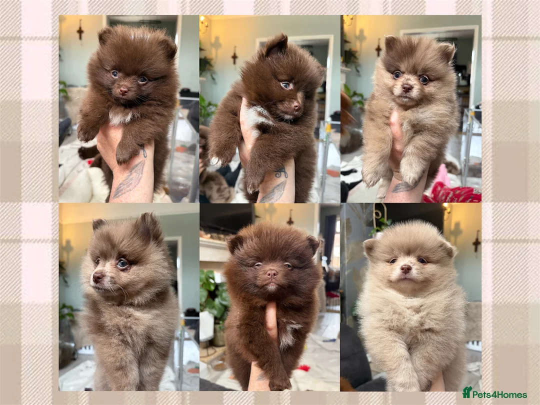 Pomeranian dogs for sale: 100% POM!🐻DNA&HEALTH TESTED!🧬 - Advert 1
