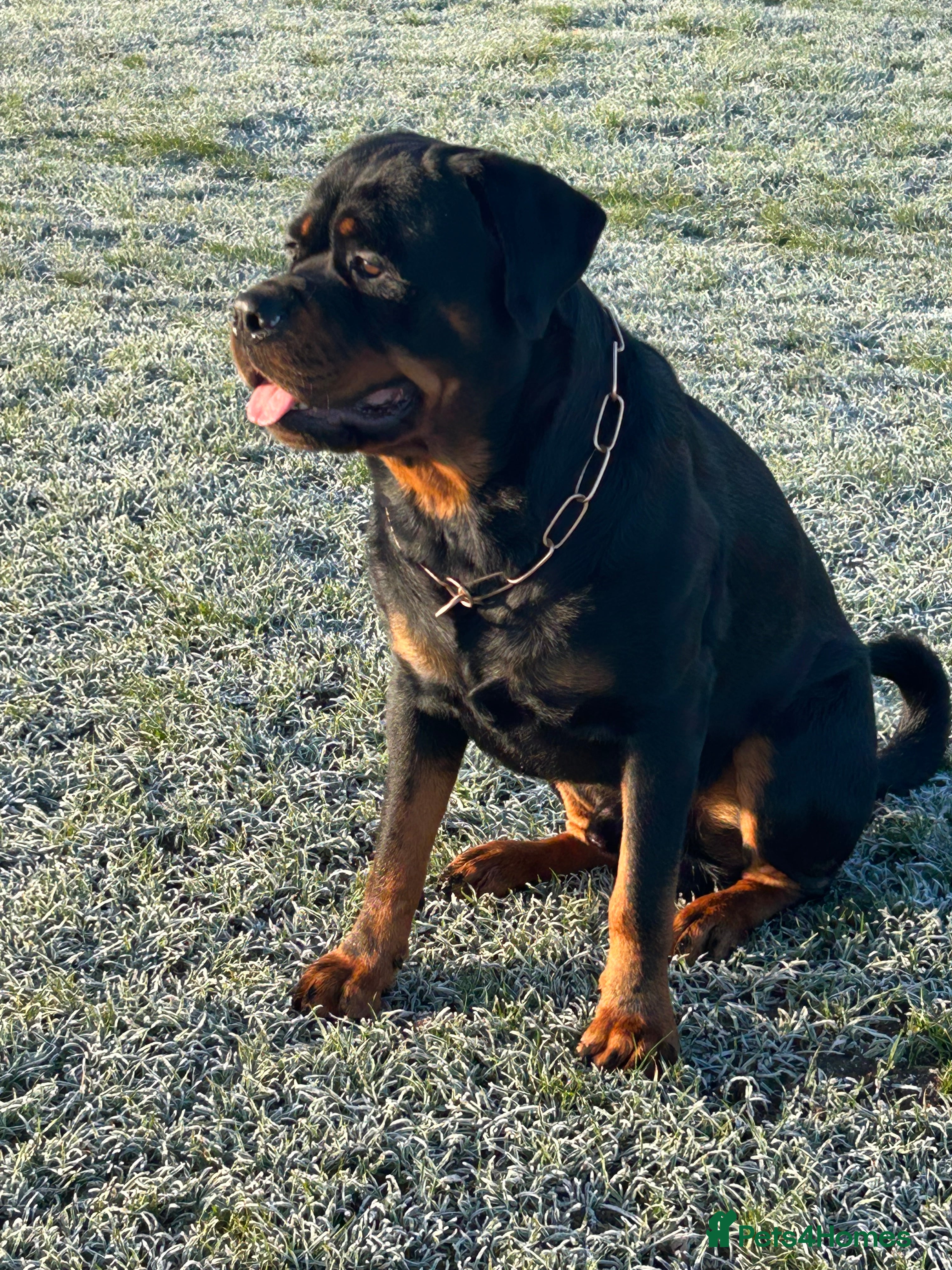 Rottweiler dogs Hector 60kg plus Rottweiler KC Reg  in Stanford-le-Hope - Advert 11