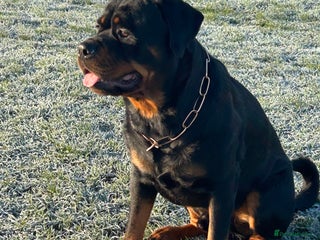 Rottweiler dogs Hector 60kg plus Rottweiler KC Reg in Stanford-le-Hope - Advert 11