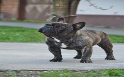 French Bulldog dogs for stud: International Champion French Bulldog for Stud - Image 6