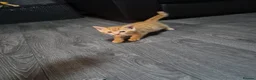 Mixed Breed cats for sale: Beautiful kittens  - Advert 5