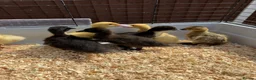 Ducks poultry for sale: 11 Day Old Large Mixed Breed Unsexed Ducks - Advert 11