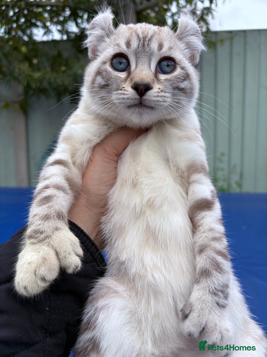 Savannah cats for sale: Breath taking wild looking girl  - Image 9