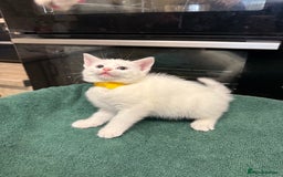 Turkish Angora cats for sale: Turkish Angora x kittens - Image 5