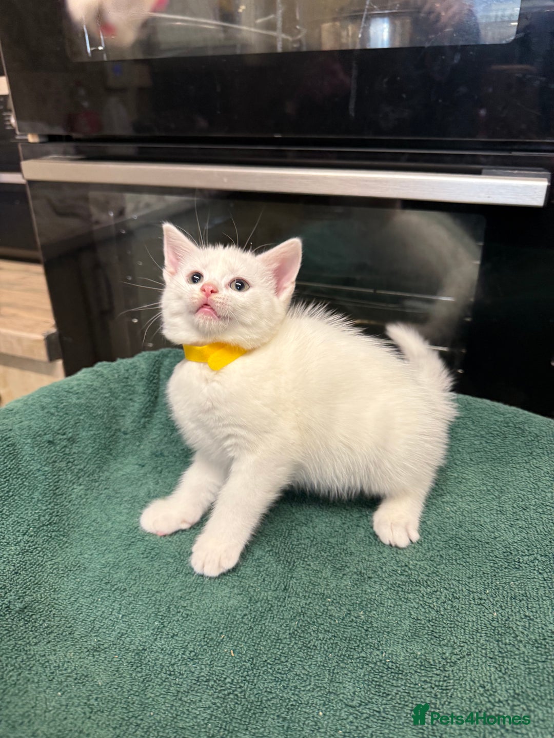 Turkish Angora cats for sale: Turkish Angora x kittens - Image 5