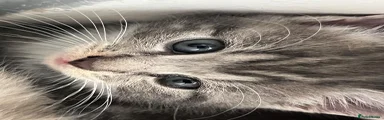 Russian Blue 1
