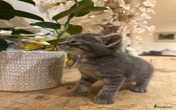 Mixed Breed cats for sale: 3 loveable female kittens - Image 6