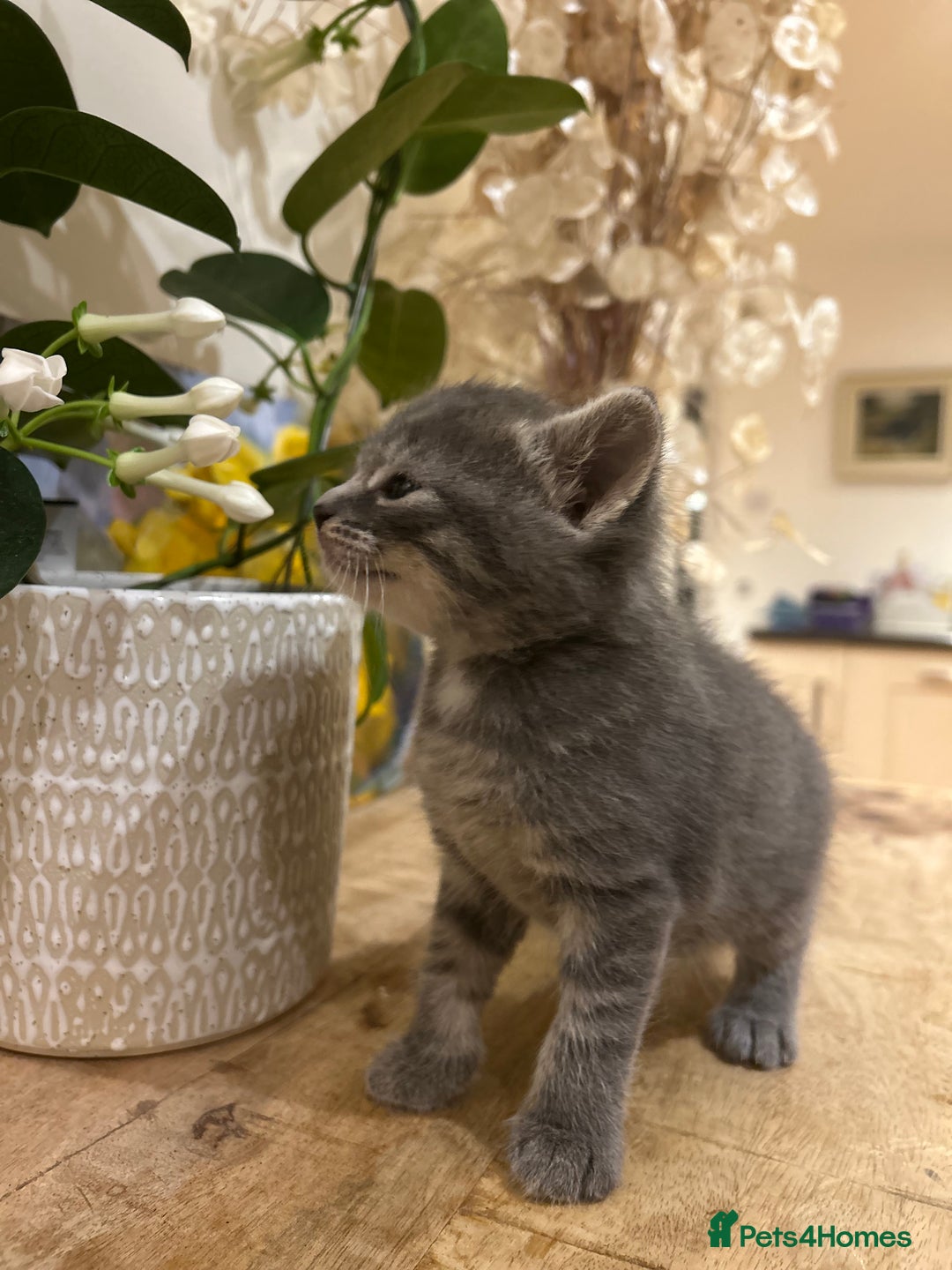 Mixed Breed cats for sale: 3 loveable female kittens - Image 6