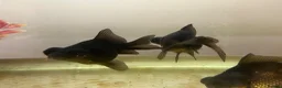 Goldfish fish for sale: Black moor baby goldfish  in Nuneaton - Advert 2