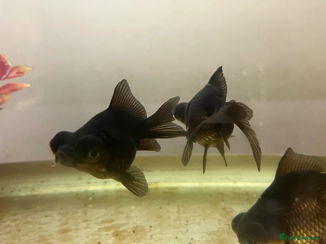 Goldfish fish for sale: Black moor baby goldfish  in Nuneaton - Advert 2