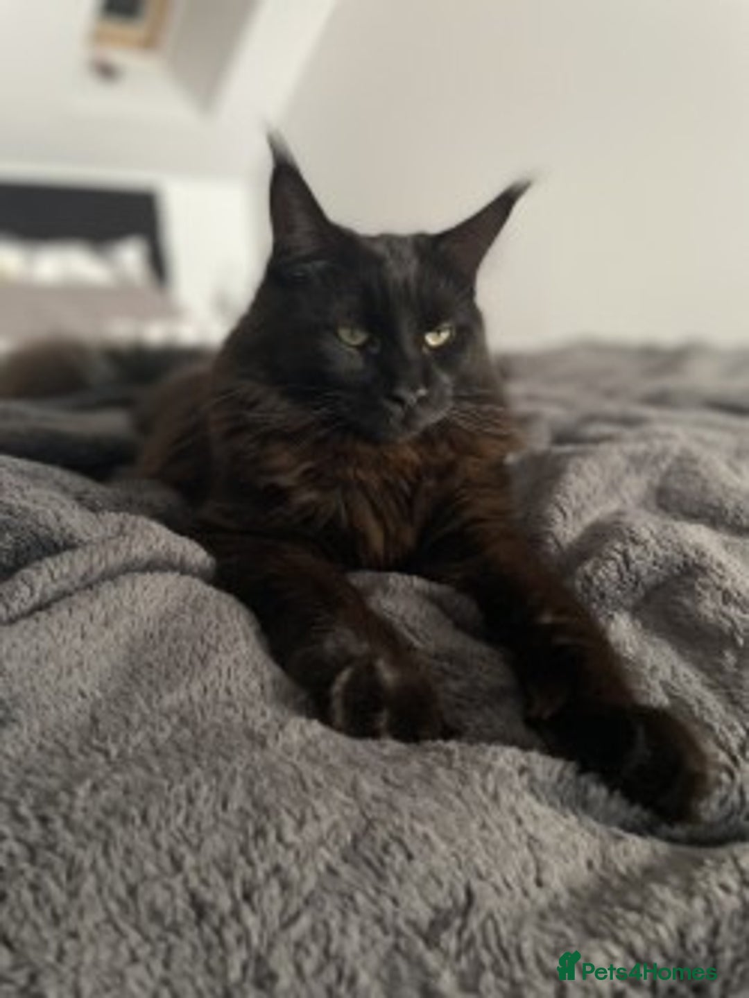 Maine Coon cats for sale: 2x Maine Coon sisters (GCCF) - Advert 4