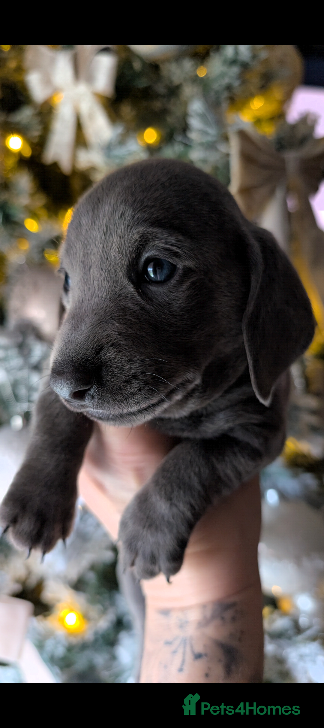 Miniature Dachshund dogs for sale: Beautiful mini dachshunds  - Advert 10