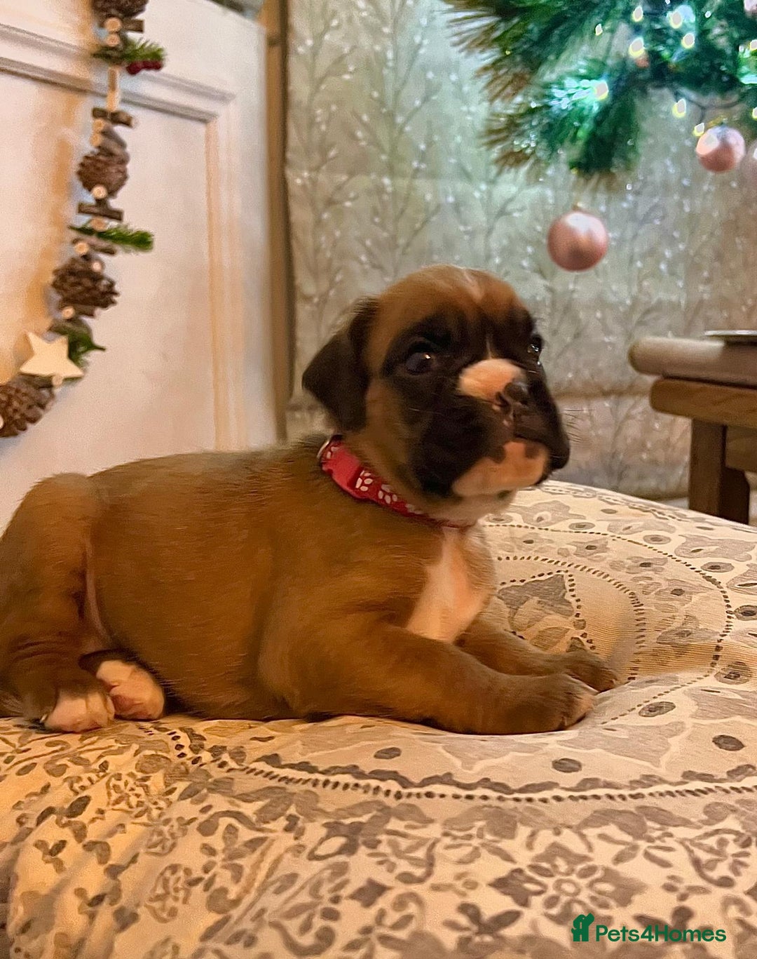 Boxer dogs for sale: Beautiful Pedigree Girls - Advert 1