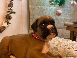 Boxer dogs Beautiful Pedigree Girls - Advert 1