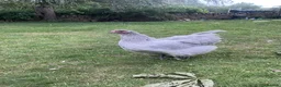 Chickens poultry for sale: Silver laced Orpington Trio  - Advert 2