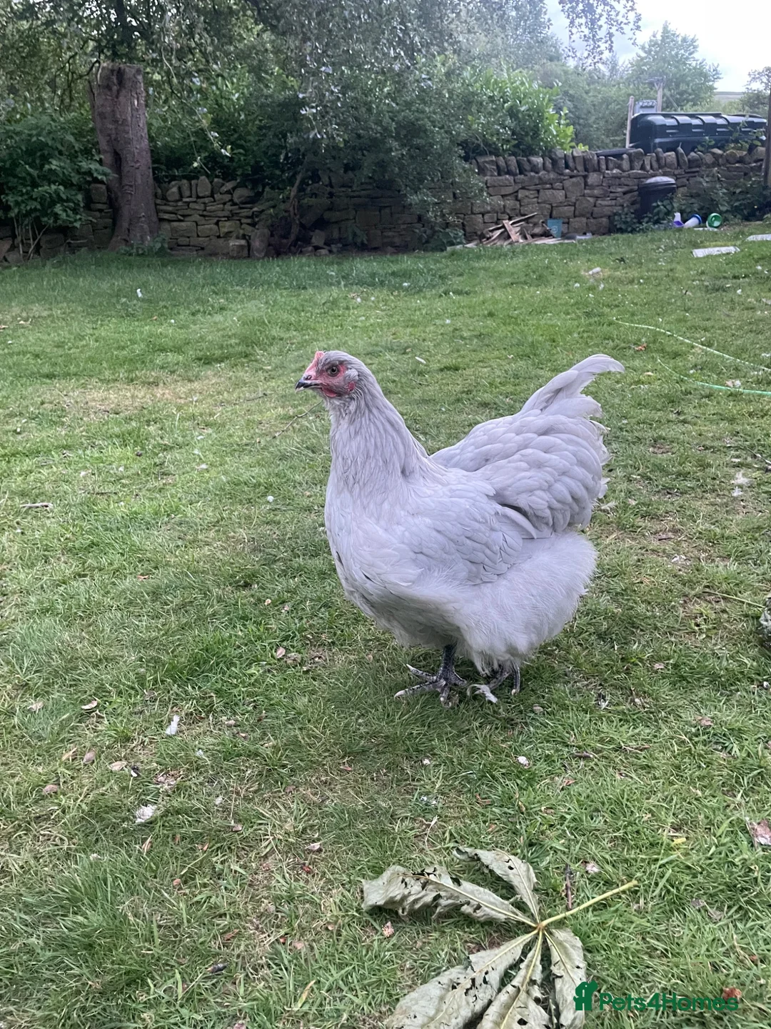 Chickens poultry for sale: Silver laced Orpington Trio  - Advert 2