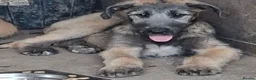 Irish Wolfhound dogs for sale: Beautiful KC Reg. Irish Wolfhound Female Puppy  - Advert 4