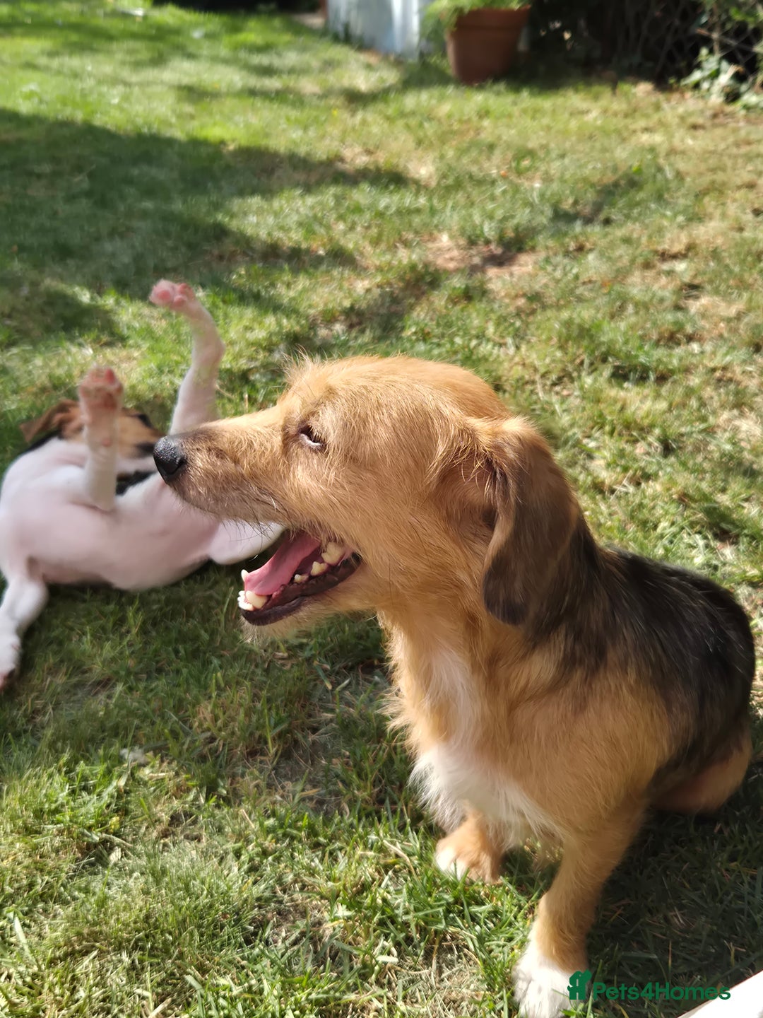 Jack Russell dogs for sale: Jack Russell pups ready now call 07368468393 - Image 5
