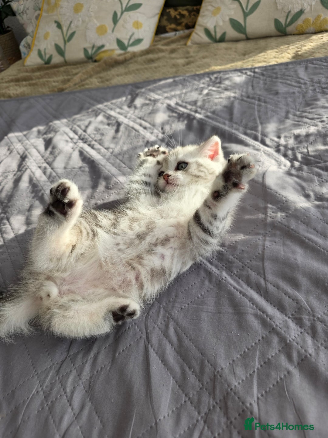 Scottish Fold cats for sale: Tabby Scottish Fold Kittens - Advert 6