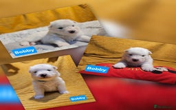 Samoyed dogs for sale: Beautiful Samoyed Puppies! ✨* - Image 7