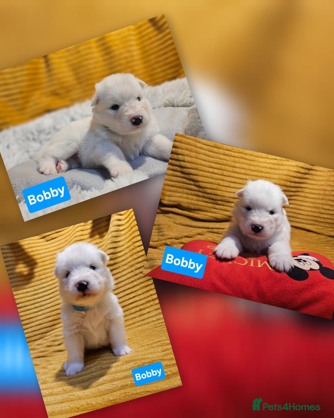Samoyed dogs for sale: Beautiful Samoyed Puppies! ✨* - Image 7