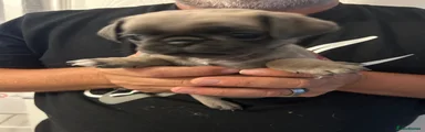 Pug Puppy 4