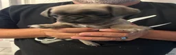 Pug dogs for sale: Beautiful Pug Puppies  - Advert 16