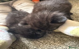 Mixed Breed cats for sale: 2 Beautiful Black/Brown Tabby Kittens - Image 17
