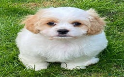 Cavachon dogs for sale: Cavachon puppies  - Image 4