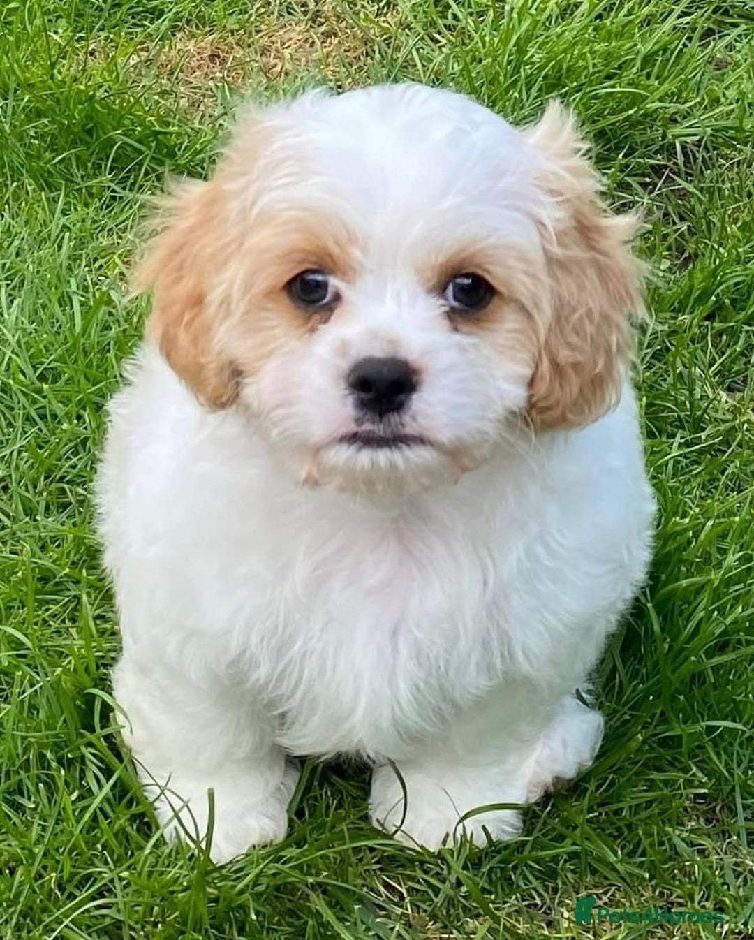 Cavachon dogs for sale: Cavachon puppies  - Image 4